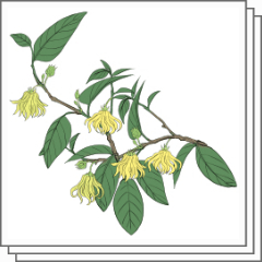 이란 이란 CLIP STUDIO ASSETS