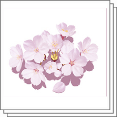 サクラ 花びら3dテクスチャーセット Clip Studio Assets