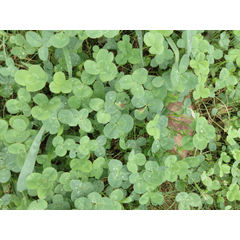 海 Clip Studio Assets