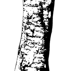 樹皮1 - CLIP STUDIO ASSETS