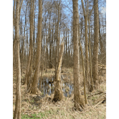 Trees in a Swamp - CLIP STUDIO ASSETS