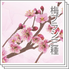 梅の花ブラシ三種 - CLIP STUDIO ASSETS