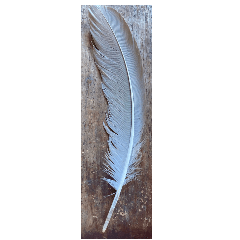 bird feather 2 back view - CLIP STUDIO ASSETS