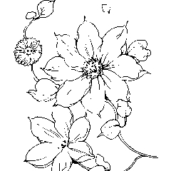 手描きクレマチス Clip Studio Assets