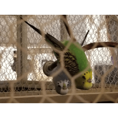 かわいいインコ Clip Studio Assets