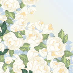 白薔薇ページ 直前!】バラ シェドゥーブル(白)40cm程度【IT-23】【生花】 - 花