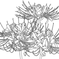 Amaryllis Clip Studio Assets