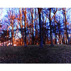 Landscape 2dcg Nature Park Trees For The Background Masking Collage Clip Studio Assets