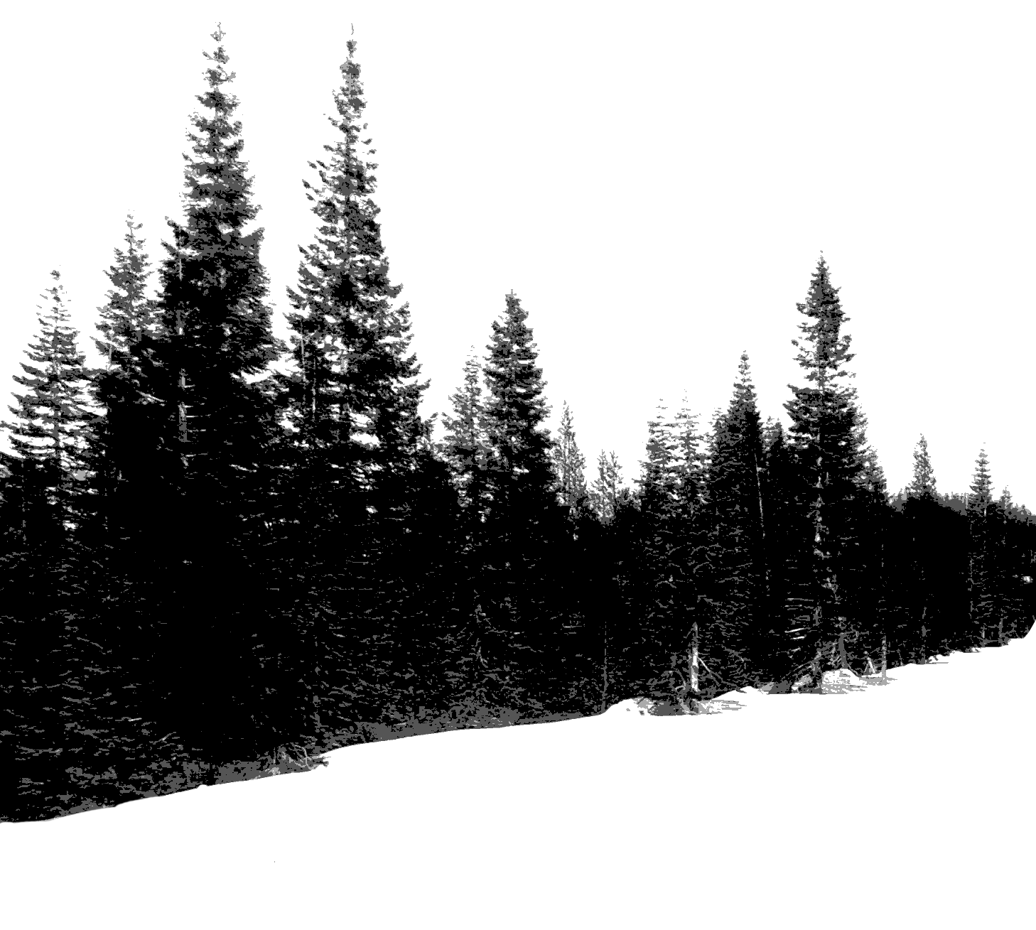 Fir Material In The Snow Clip Studio Assets