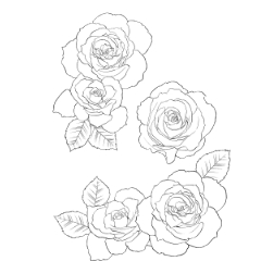 Analog Hand Drawn Roses With Matte Clip Studio Assets