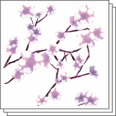 桜素材集 Clip Studio Assets