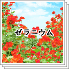 ゼラニウム - CLIP STUDIO ASSETS