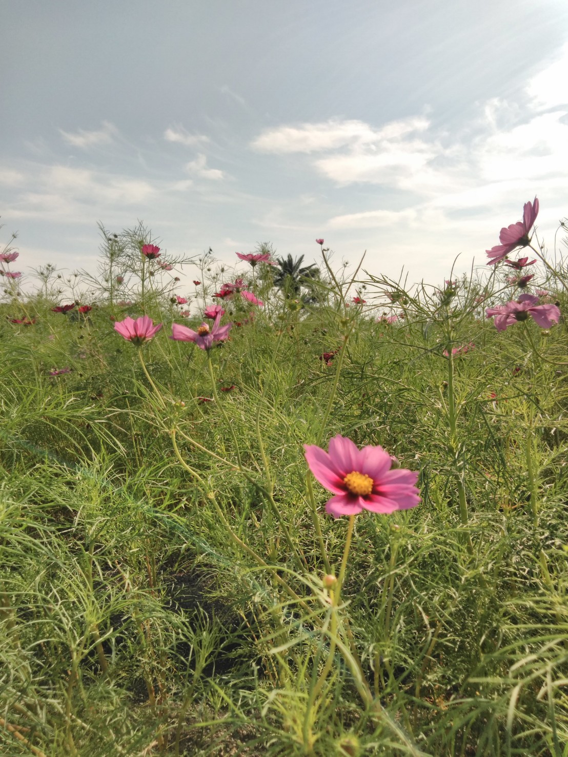 コスモス写真 Clip Studio Assets