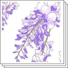 ナチュラルな藤の花 Clip Studio Assets