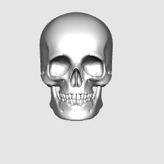 Skull v2 - CLIP STUDIO ASSETS