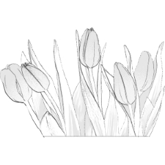 チューリップモノクロ - CLIP STUDIO ASSETS