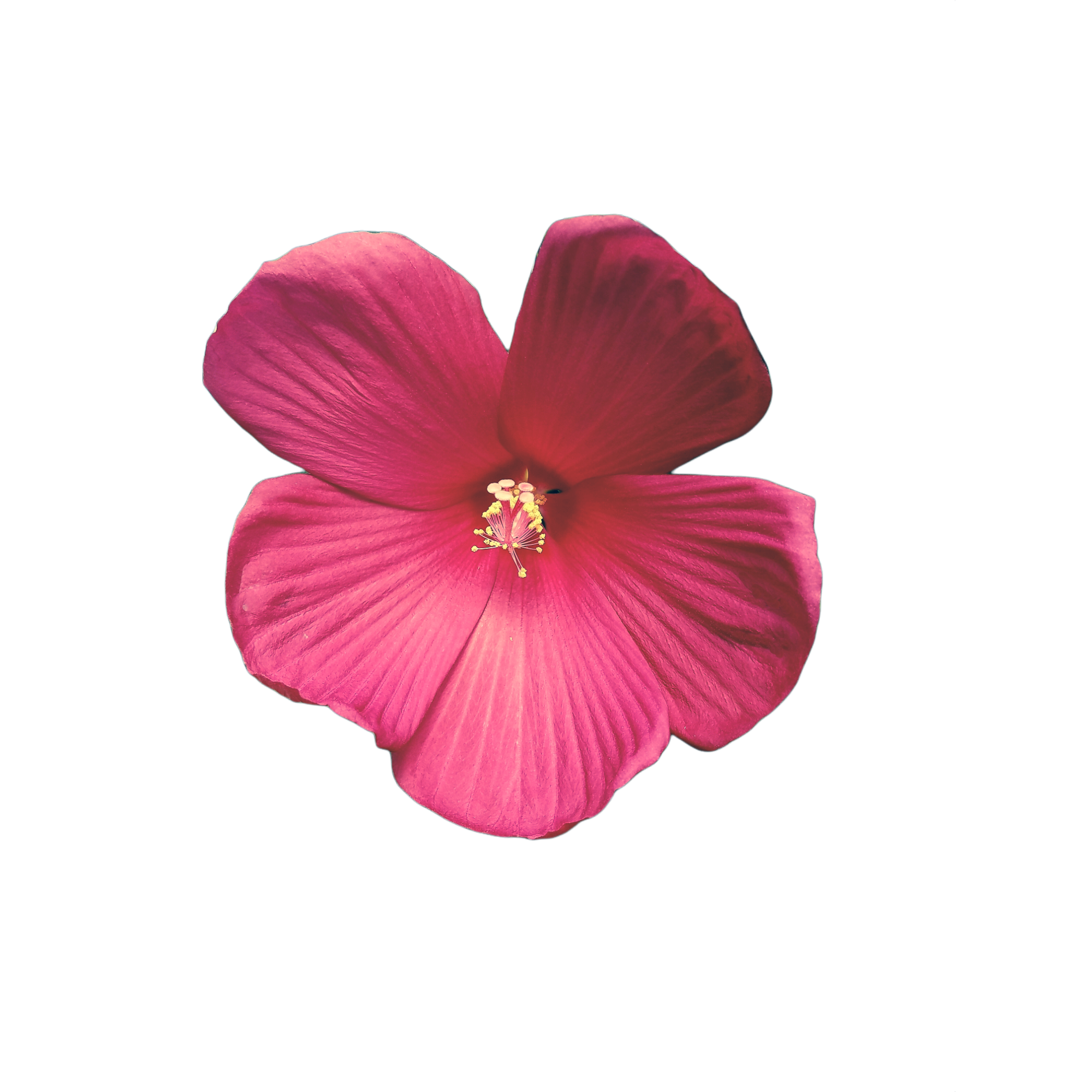 ハイビスカス Clip Studio Assets