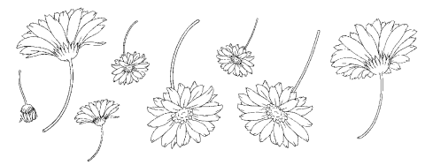 Gerbera Line Drawing Commistatone Clip Studio Assets