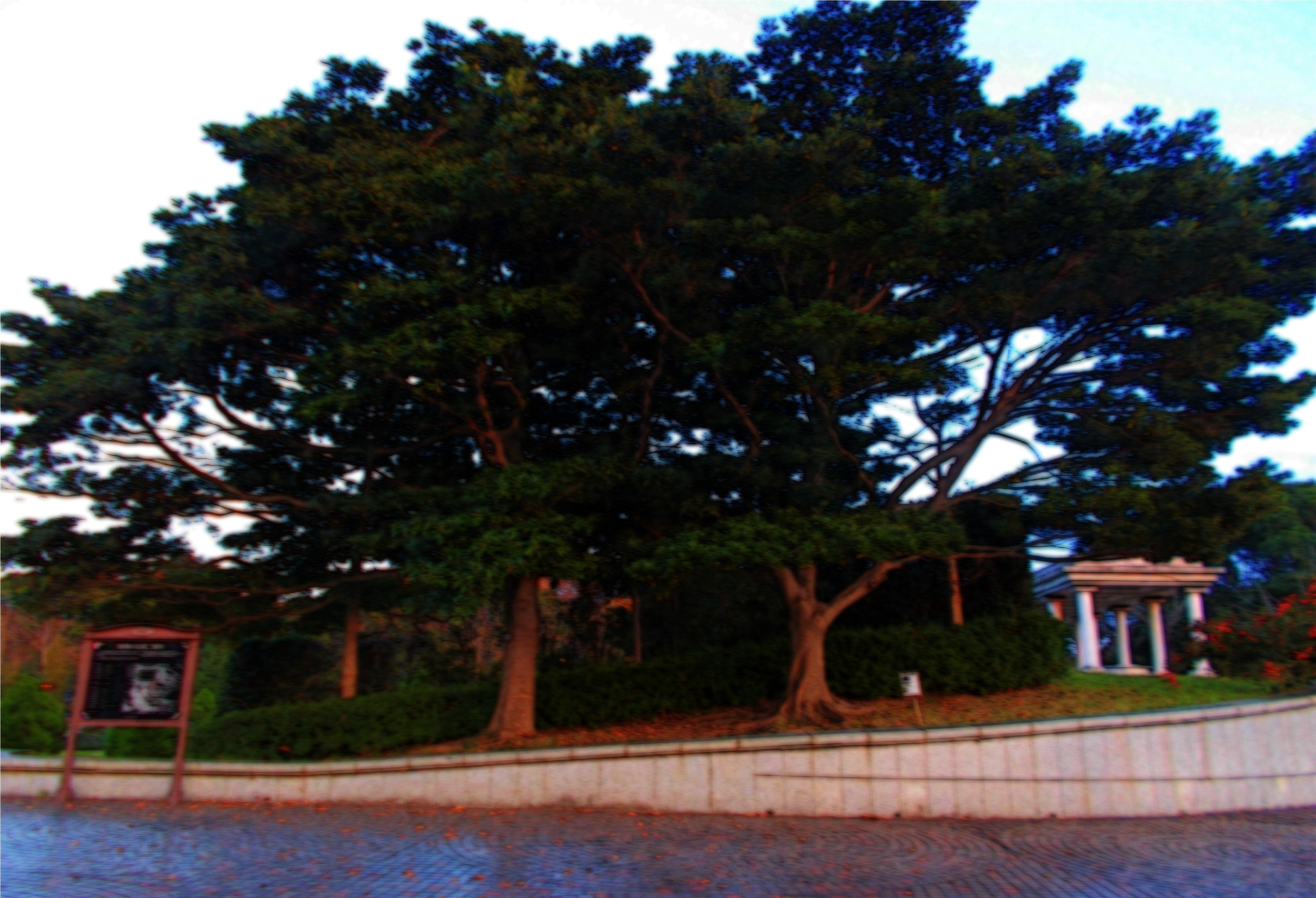 景觀2dcg 自然公園大樹背景用於遮蔽拼貼畫 Clip Studio Assets