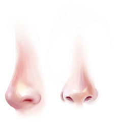 Nose Front & Side - CLIP STUDIO ASSETS