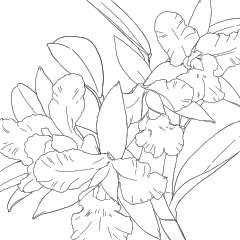 Cattleya 1 Clip Studio Assets