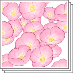 月見草　原画 Shibata Zeshin - Cherry Blossom